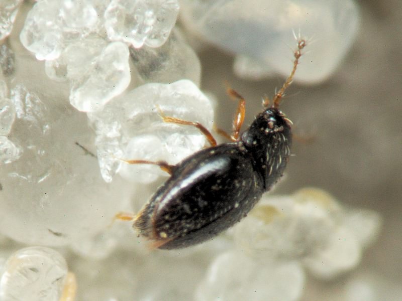 Ptenidium Erichson, 1845